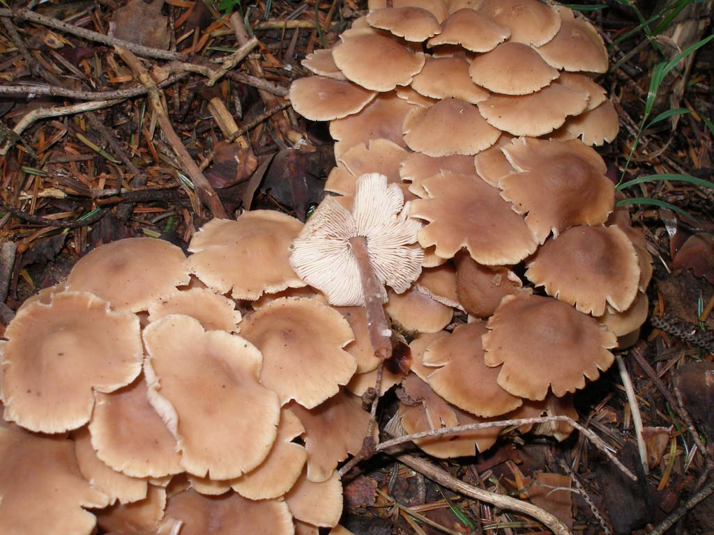Da determinarre - Foresta di Campigna, 26 settembre 2010